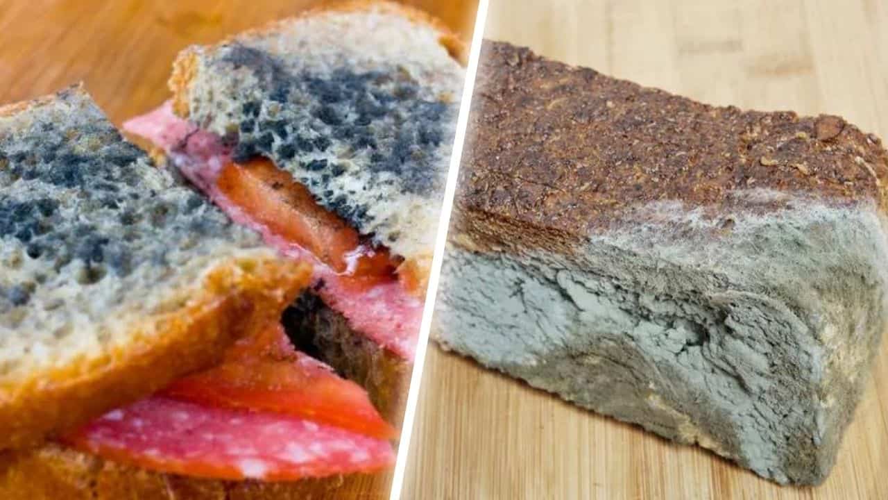 Does White Bread Mold Faster Than Wheat?