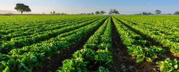 The Role of Organic Farming in Sustainable Food Production